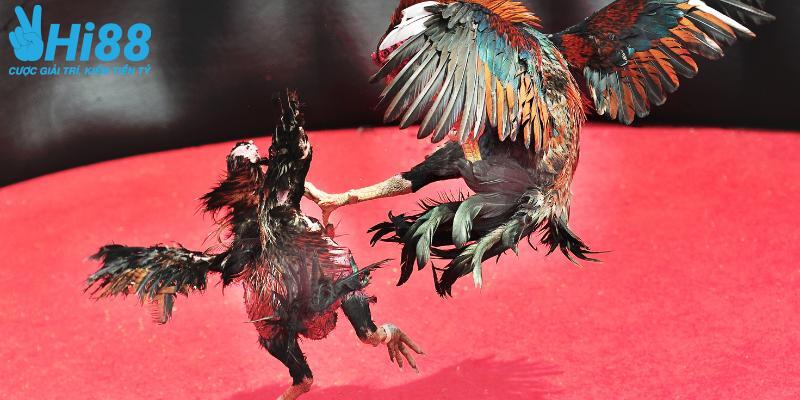 Đá Gà Hi88 thu hút hàng triệu người chơi mỗi ngày